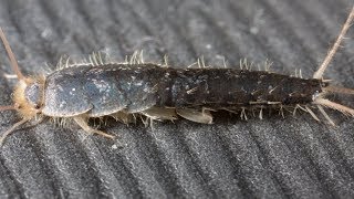 How To Get Rid Of Silverfish Fast Naturally [upl. by Longerich]