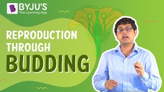 Reproduction through Budding  Learn with BYJUS [upl. by Luapnhoj180]