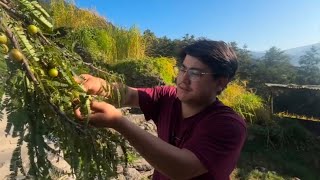 Amla picking shorts 🌿🍈 [upl. by Hamas]