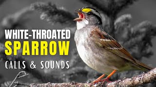 Whitethroated Sparrow Calls and Sounds  The Anthem of the Boreal Forest [upl. by Annohsak349]