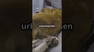 Lustige niedliche Hundewelpen [upl. by Allit]