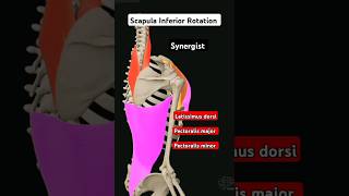 Scapula Inferior Rotation agonist Synergist Antagonist health anatomy shortvideo [upl. by Fadiman]