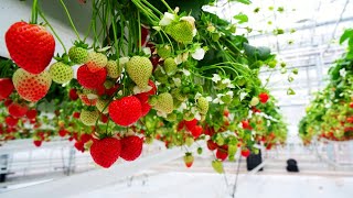 Amazing Strawberry Farming and Harvesting  Modern Farming of Strawberries [upl. by Sanjiv]