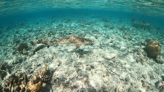 Komandoo Maldives Snorkeling [upl. by Holder]