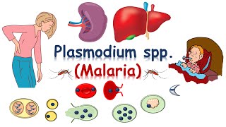 شرح plasmodium spp malariae [upl. by Renrew]