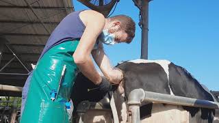 Watch how artificial insemination is done in cows [upl. by Dacie]