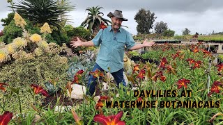 Daylilys at Waterwise Botanicals with Tom Jesch [upl. by Ecaidnac]