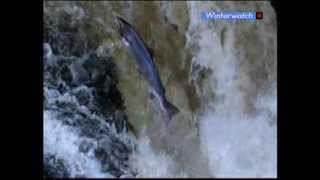 BBC Winterwatch 2014  Episode 4 Part 5 [upl. by Pisano]