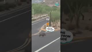 Why Did The Javelina Cross The Road  ViralHog [upl. by Jacobine]