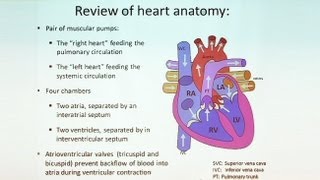 Follow Your Heart Anatomy of the Cardiovascular System Part II [upl. by Darci]