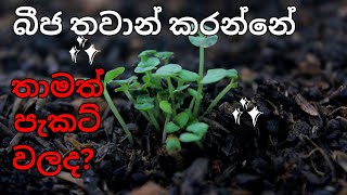 බීජ තවාන් කරන්න අවශ්‍ය දේවල්  How to Germinate Seeds in Seedling Tray [upl. by Hasin]