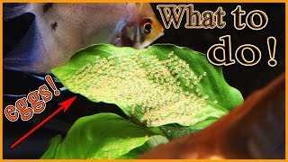 What to do when your angelfish lay eggs [upl. by Eilssel483]