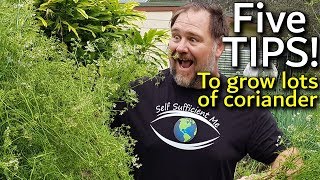 5 Tips How to Grow a Ton of Coriander or Cilantro in ContainerGarden Bed [upl. by Ticon991]