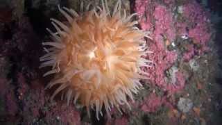 Sea Anemone [upl. by Brucie]