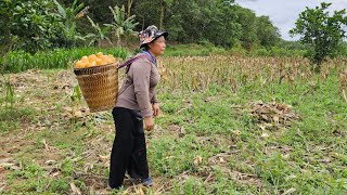 tending cows to collect firewood and harvest corn to help Ly Hoas family [upl. by Aiyn]