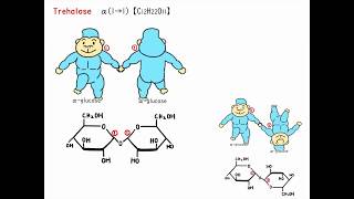 Glycosidic bondalpha glucose and beta glucose【EASY】 [upl. by Helm]