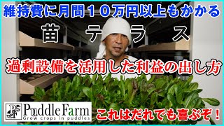 毎月維持費が１０万円を超える当ファームの過剰設備「苗テラス」で直接収益をあげる方法！ [upl. by Cressi574]