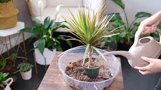 Dracaena Marginata Dragon Tree Care And Growing Guide  Plant Mom Care [upl. by Aubin]