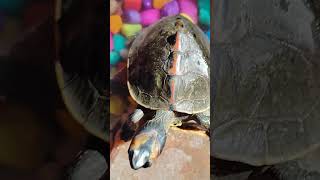 Turtle 🐢 ne ajj apna pura gradn dikal ye bhut shubh hota hai turtle petsvloganimalsinmyhousemeetm [upl. by Noryv]