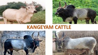 Kangeyam Cattle 🇮🇳  Kongu  Kanganad  Livestock  Indian Cattle l Kangayam [upl. by Alana]