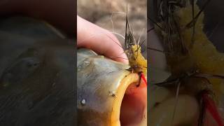 FLY FISHING Works For COMMON CARP flyfishing shorts [upl. by Skillern501]