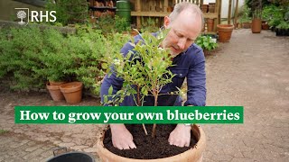 How to grow your own blueberries  The RHS [upl. by Eceirahs]