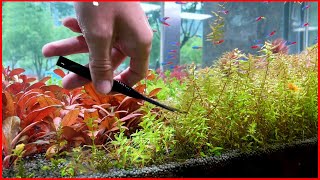 Pruning My Aquatic Plants After One Month [upl. by Cavallaro]