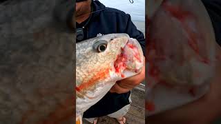 Red drum outdoors fishing fish trending [upl. by Savior]