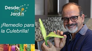 Desde Mi Jardín  Remedio para la Culebrilla [upl. by Radferd]