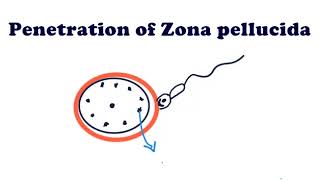 Embryology  First week of development  Fertilization [upl. by Aicile]