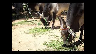 Kangayam bull  Kangeyam bull  kangayam cattle show erode 1892016 [upl. by Hoon]