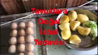 TAVUK İSHALİNE DOĞAL TEDAVİ  İŞE YARADI tavukçuluk [upl. by Glenna]