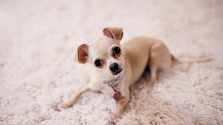 Cute Chiweenie Puppies Video Compilation  Chiweenie Puppies  Dachshund  Chihuahua Chiweenie Dogs [upl. by Aicissej]