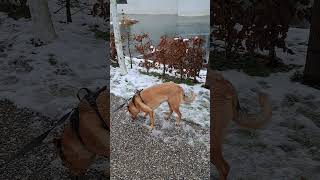 𝐈𝐂𝐄𝐖𝐀𝐓𝐄𝐑 dogbreed dog puppy dogloverschannel dogdog dogs animals petstory [upl. by Eissen399]