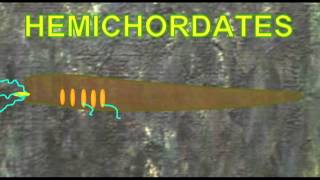 PL1 CHORDATES THE EVOLUTION OF GILLS [upl. by Landing]