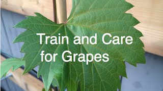 Train and Care for Grapes Cold Hardy Frontenac and Concord Easy and Organic Alberta Urban Garden [upl. by Arette394]