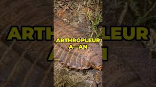 Unveiling Arthropleura The Giant Herbivore Bug with CrabLike Eyes [upl. by Quintina]