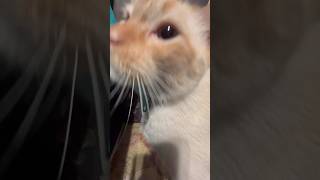 Plutito and his bee asmr catasmr [upl. by Hartzke817]