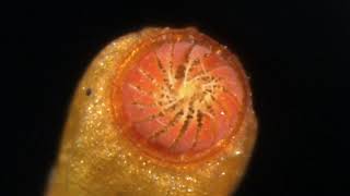 Sporophyte of a moss Funaria hygrometrica [upl. by Adamski]