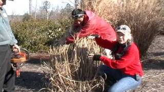 Ornamental Grasses need Cutting too [upl. by Atirahc294]