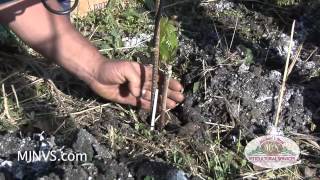 Planting Cabernet Grape Vines in the Napa Valley [upl. by Arnst370]