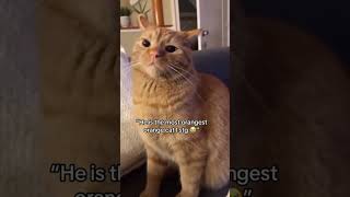 why are orange cats so crazy [upl. by Hanoy]