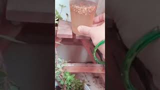 Dhania kaisay lagaygardeningdhania reelsyoutubeshortsvideo viralvideogogreenfyp mygarden [upl. by Dott]