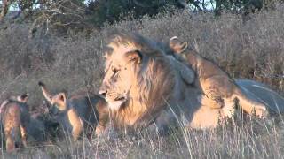 Male lion playing with cubs at Shamwari [upl. by Tammy]