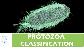 PROTOZOA CLASSIFICATION [upl. by High]