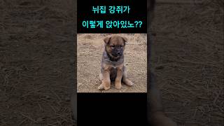 shorts 강아지 앉은 폼이 아닐세Korean Jindo Dog 🐕 [upl. by Airtemak]