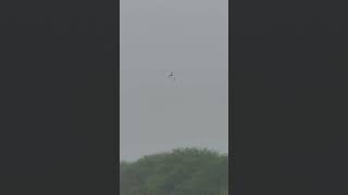 Drongos chasing black kite birds challenge [upl. by Akel]