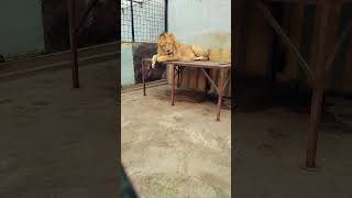 LIONS Terrifying Majestic Kings of the Junglewildlife animal fun [upl. by Yttak887]