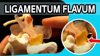 Ligamentum Flavum  The FIRST Dynamic Ligamentum Flavum Ever To Be Produced [upl. by Anilrats]