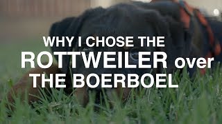 WHY I CHOSE THE ROTTWEILER OVER THE BOERBOEL [upl. by Irra914]